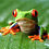 froggin